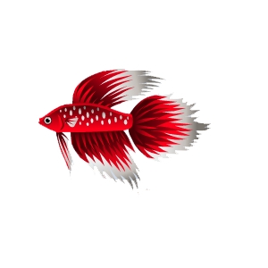 Ruby Betta